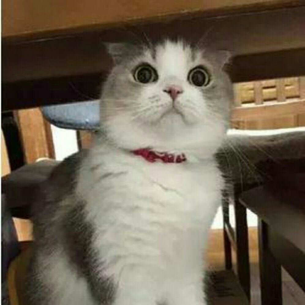 老总变成猫_喜羊羊变成猫的图片