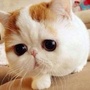 猫猫狗狗萌宠物