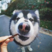 韩塞的马达加斯加