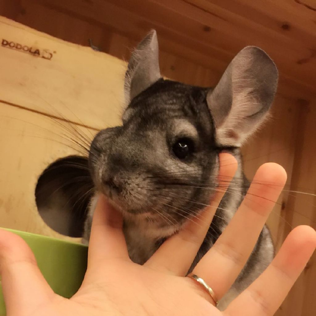 贺小米要养龙猫