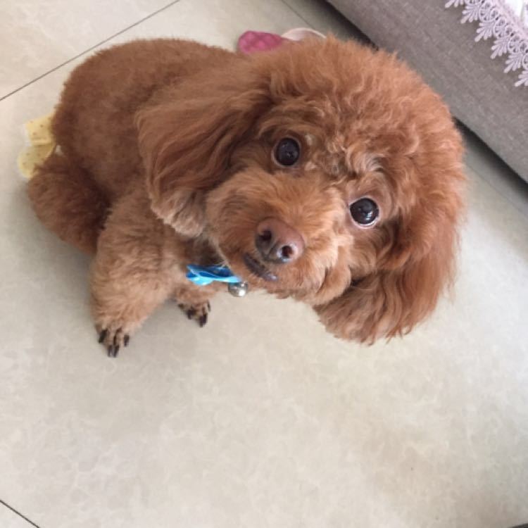 杨桃_网络
