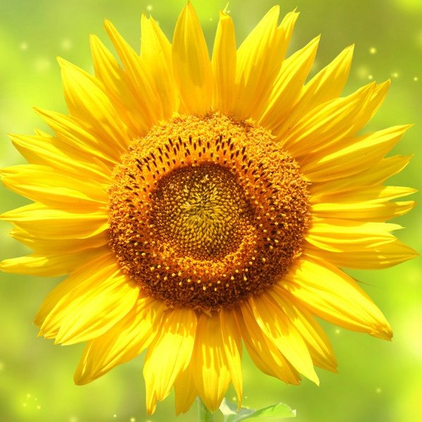 goldenMary