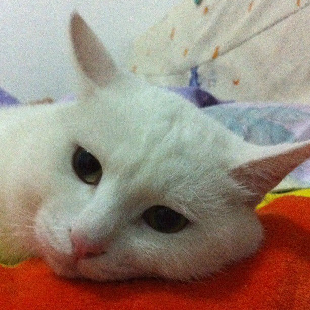 思卖藕