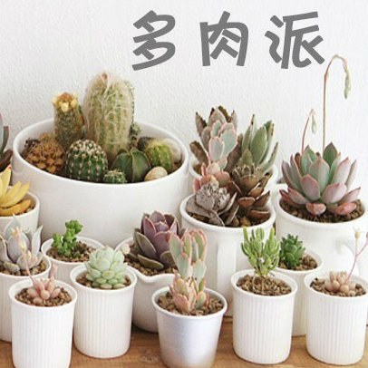 多肉派网