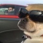 犬个大
