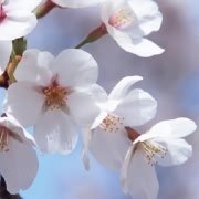 忍无爱着鸡的树菇