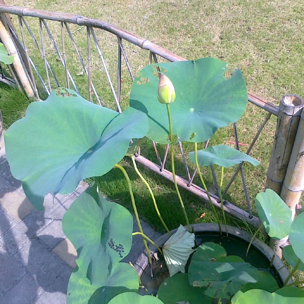 影留风星爵