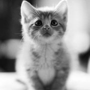 可爱猫咪视频