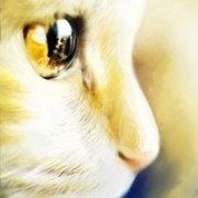 陳聲搖曳烛光残