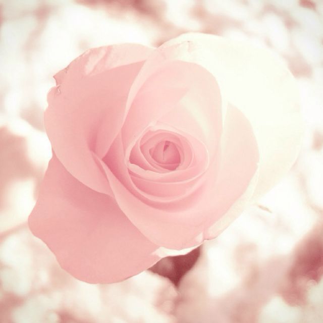RosemaryNico