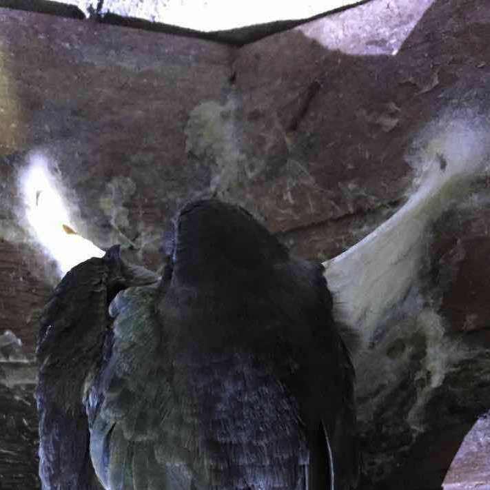 药食同源治胃病招代理
