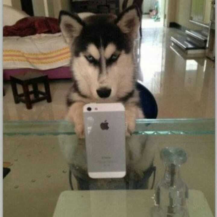 热宠物