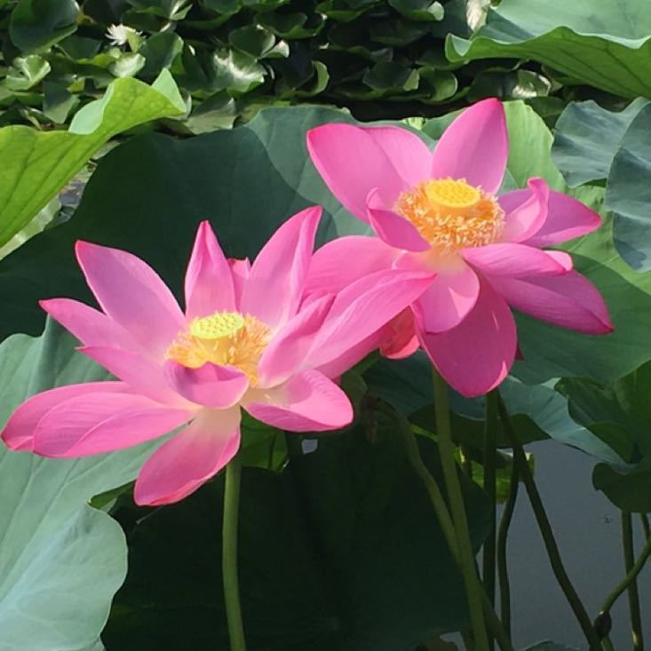 邯郸乔家小院006