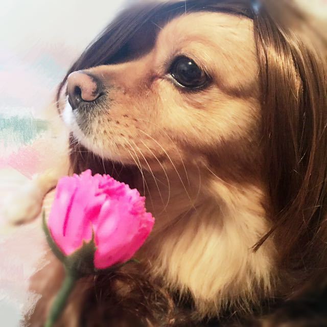 郭蛋卷