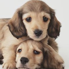 馨声笑语