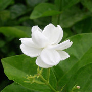 宝宝花花