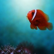 全球水族