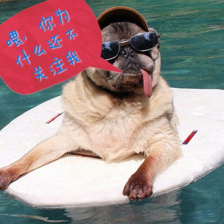 搞笑逗比排行榜
