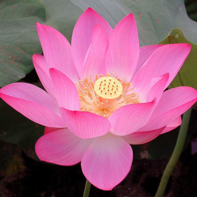 加菲猫滴媳妇