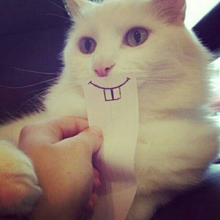 摩羯春卷