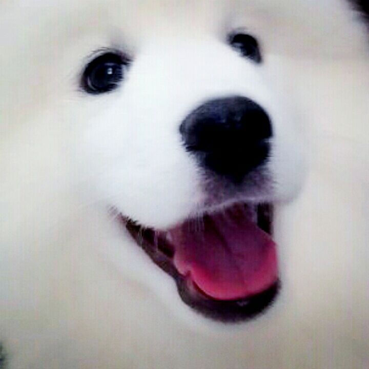 卖萌犯二的闹闹