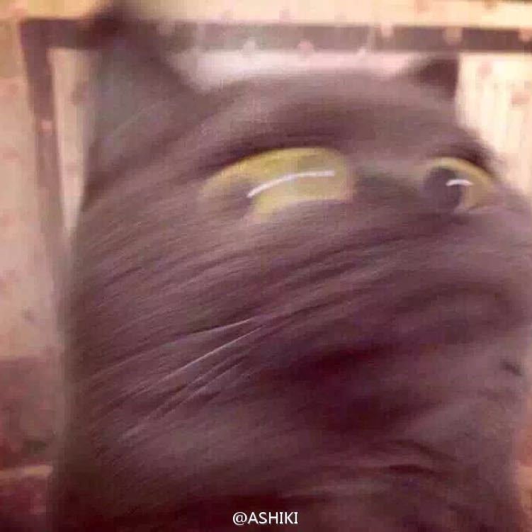 蘑菇不想再发霉