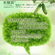 太阳香深圳总代理