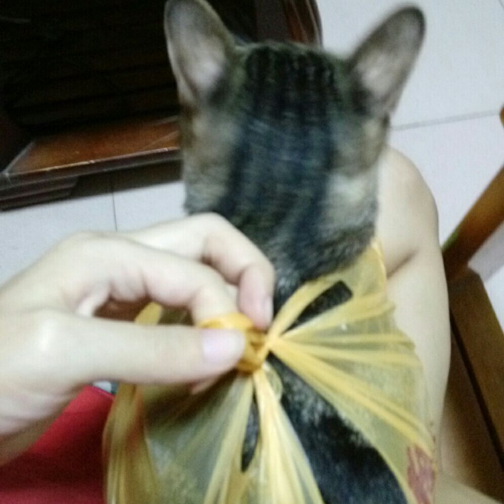 符栋栋