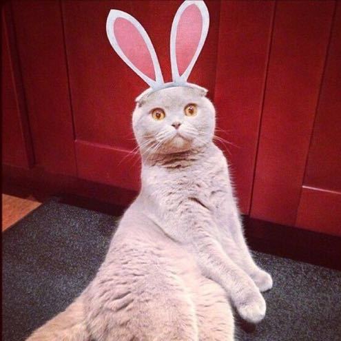 猫腻Insomnia