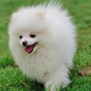 时尚金丝猫