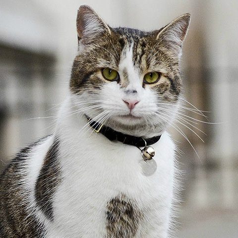 唐宁街上的猫