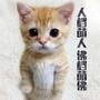 萌宠日记