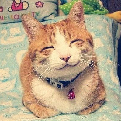 热点猫