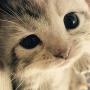 全球猫咪控