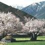 林芝米林