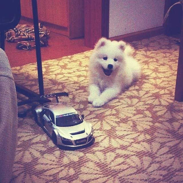狗狗训练手册