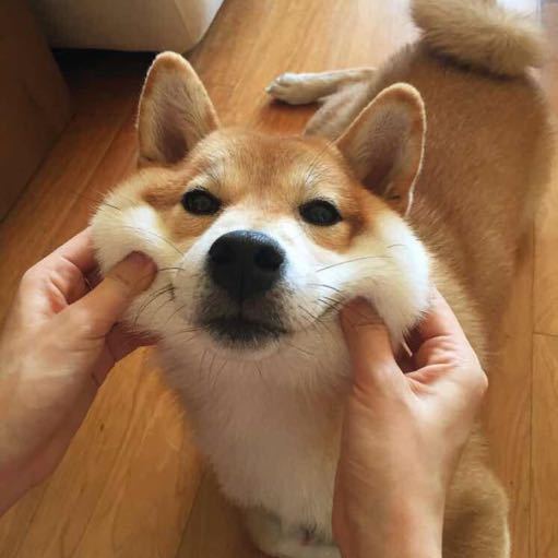 阿粪青