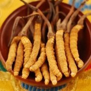 苏州冬虫夏草