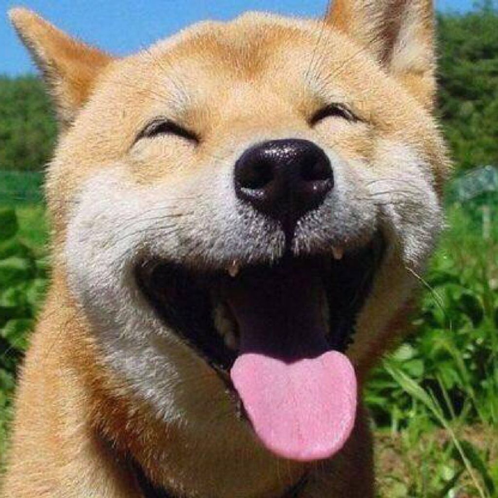 花臂哈士奇