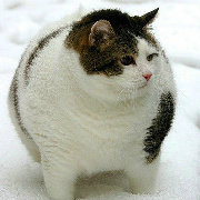 猫叔搜创意