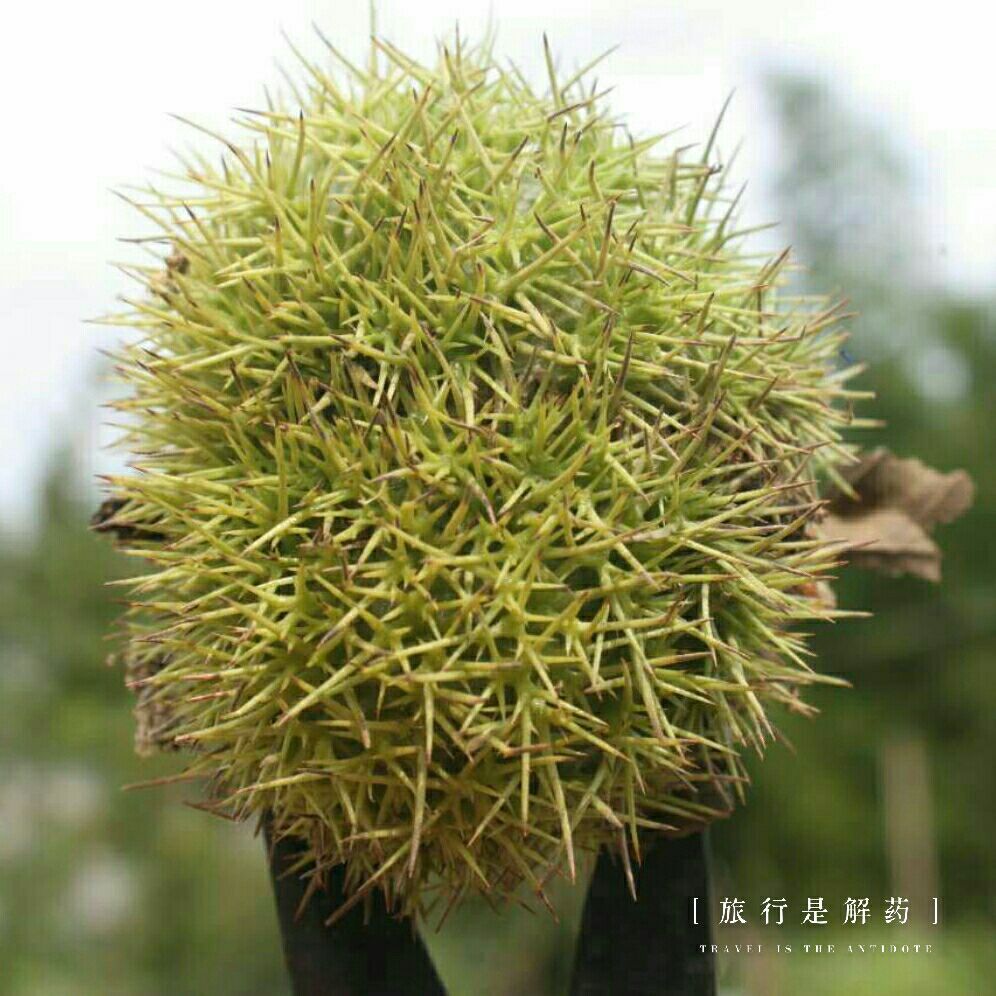 黄冈小吃货