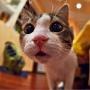 猫咪萌萌