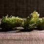 居家游戏狂人莉莉