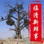 临清新鲜事