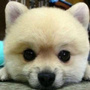 萌宠集中营