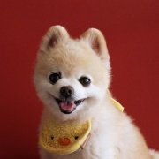 我们都爱萌宠