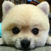 快乐萌宠集中营