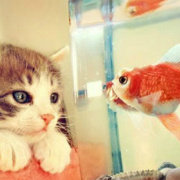 萝莉控的kitty猫