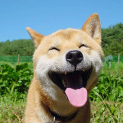 大叔教你养狗狗