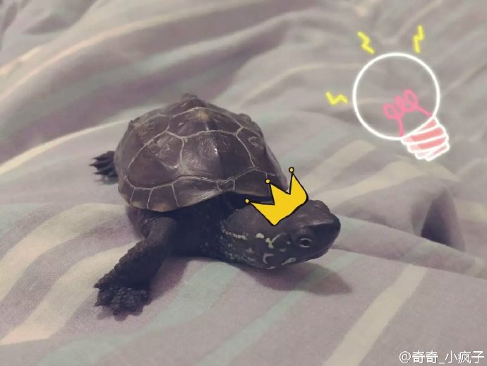 奇奇有两只小污龟